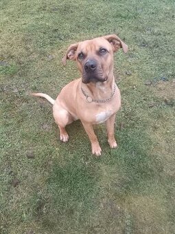 Stafordšírský teriér