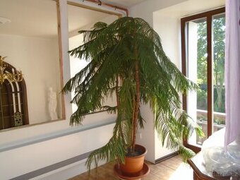 Strom zdravý 3 kmeny 2 m vysoký.