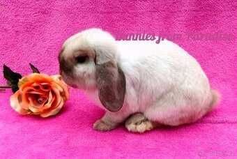 ROZKOŠNÍ KRÁLÍČCI HLEDAJÍ NOVÝ DOMOV ❤️❤️❤️