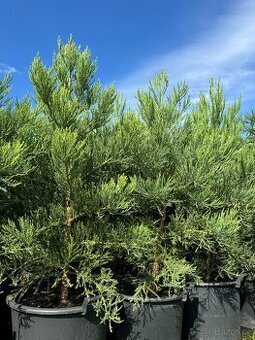 Sekvojovec obrovský 120-140 cm