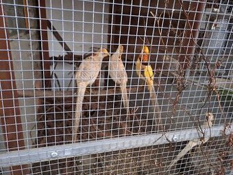 Bažant zlatožlutý - 1