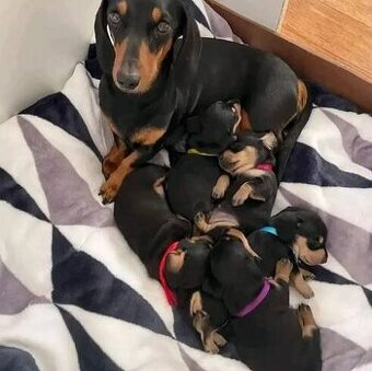 Jezevčík trpasličí hladkosrsty - 1