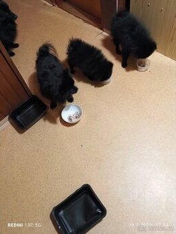 Štěňata špice malého