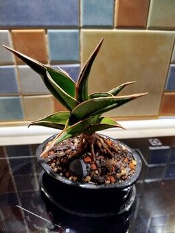 sansevieria Pinguicula