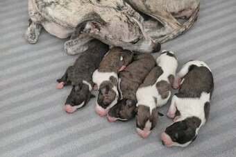 Whippet /vipet štěnátka s PP