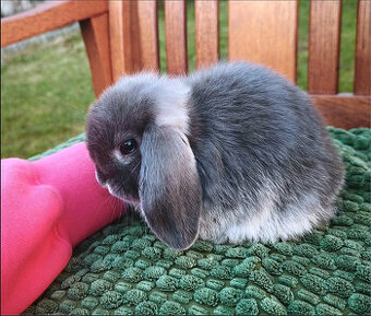 Zakrslý králíček  MINILOP 🩷 holčička