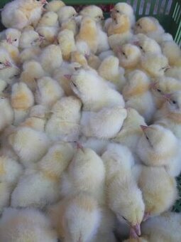 Brojlerová kuřata 1-2 dny termín 24.4.