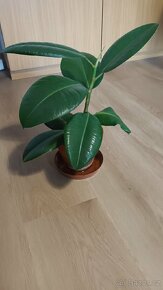 Fíkus - pokojová rostlina