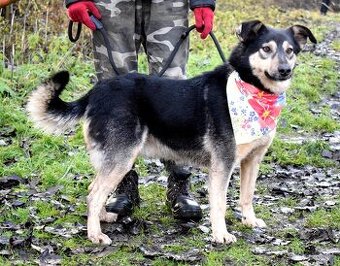 ELVIRA K ADOPCI - 2 ROKY, MILÁ, PŘÁTELSKÁ,KONTAKTNÍ - 1