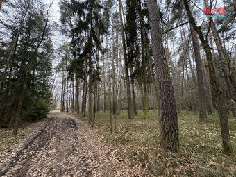 Prodej lesa, 6794 m², Doňov