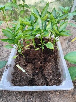 Sazenice chilli
