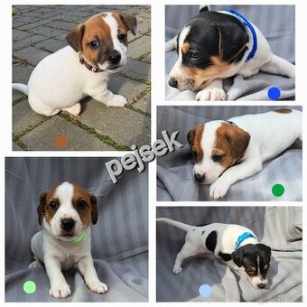 Jack Russell bez PP - štěně (5x fenka, 5x pejsek)