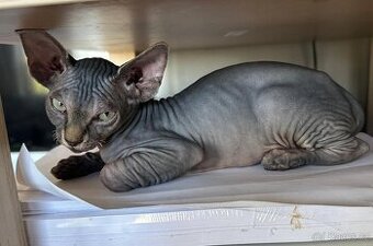 Sphynx - koťátka - Holčičky.