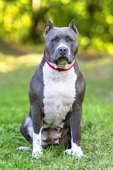 American Bully XL