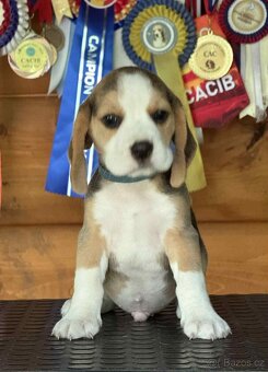 Bigel, bigl, beagle s PP