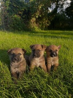 Štěňátka Akita inu X jezevčík