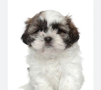 Koupím štěňátko shih-tzu / cavapoo / toy pudl