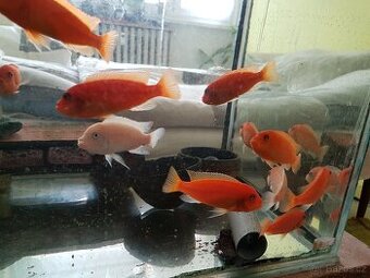 Prodám chovnou skupinu  Metriaclima estherae red -red