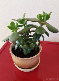 Pokojová květina Tlustice - 1