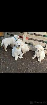 Labradorsky retrivr,platné do smazani