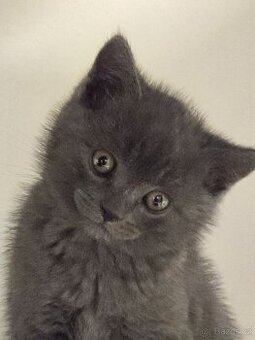 britská modrá kotatka