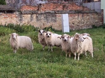 Plemenní berani, původní valaṣ̌ka - 1