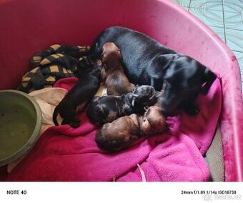 Trpasličí jezevčík štěňata