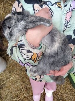 Zakrsly králíček beranek