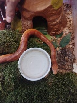 Užovka červena 3 letá