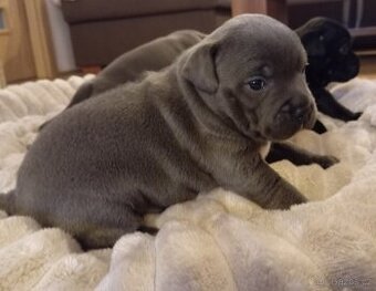 Stafordšírský bulteriér - 1