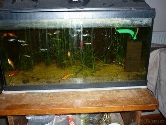 akvárium s rybičkama