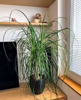 Pokojová rostlina "Sloní noha"