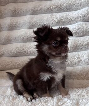 Dlouhosrstá Čivava s PP