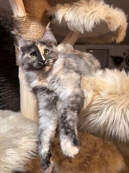 Mainská mývalí s PP