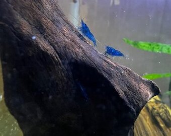 Krevetky neocaridina - Blue dream