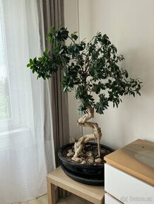 bonsai ficus - 125cm