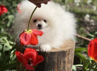 Pomeranian Mini