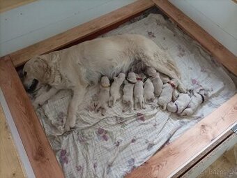 štěňátka zlatého retrívra, zlatý retriever, zlatý retrívr