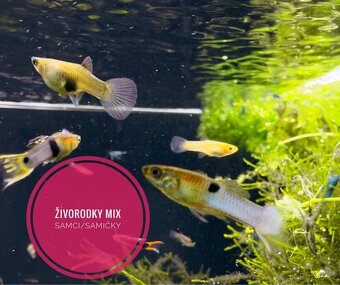 Živorodky MIX Samci/Samičky