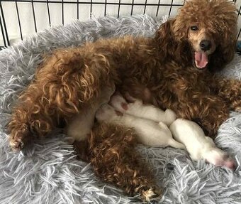 Maltipoo F1 pudl ,pudlik, maltézský psík.