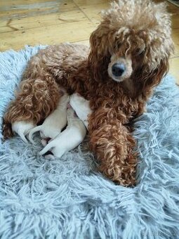 Maltipoo F1 pudl ,pudlik, maltézský psík.