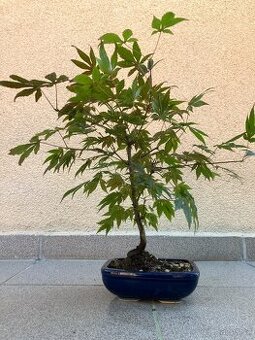 Bonsai, Bonsaj, japonský javor, skalky