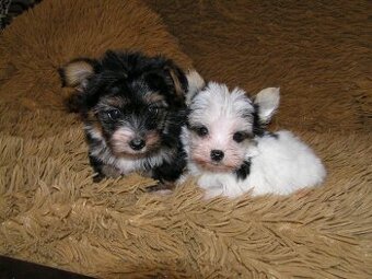 Štěňátka Biewer Yorkshire Terrier - 2 fenečky