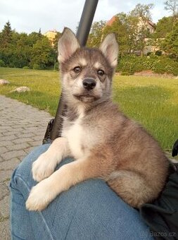 Sibiřský husky s vlkem