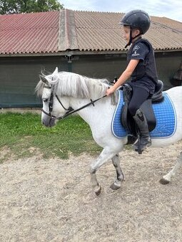 Pony S na prodej
