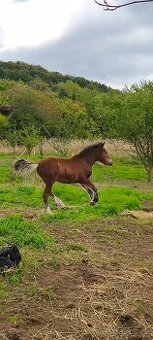 Pony B - irský cob