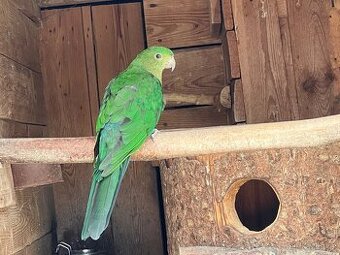 Pap. Královský chovná samice.