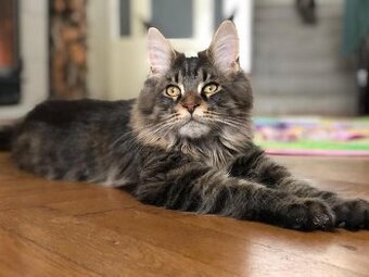 Mainská mývalí s PP