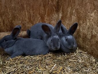 Prodám králíky kříženci moravský modrý.