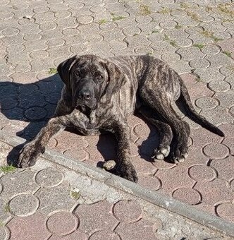 Německá doga X Cane Corso